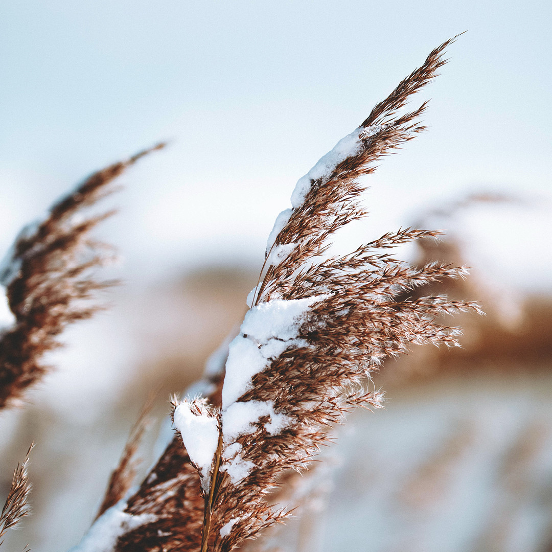 Mail Champlain - Winter Is Ours, Snow or No Snow!