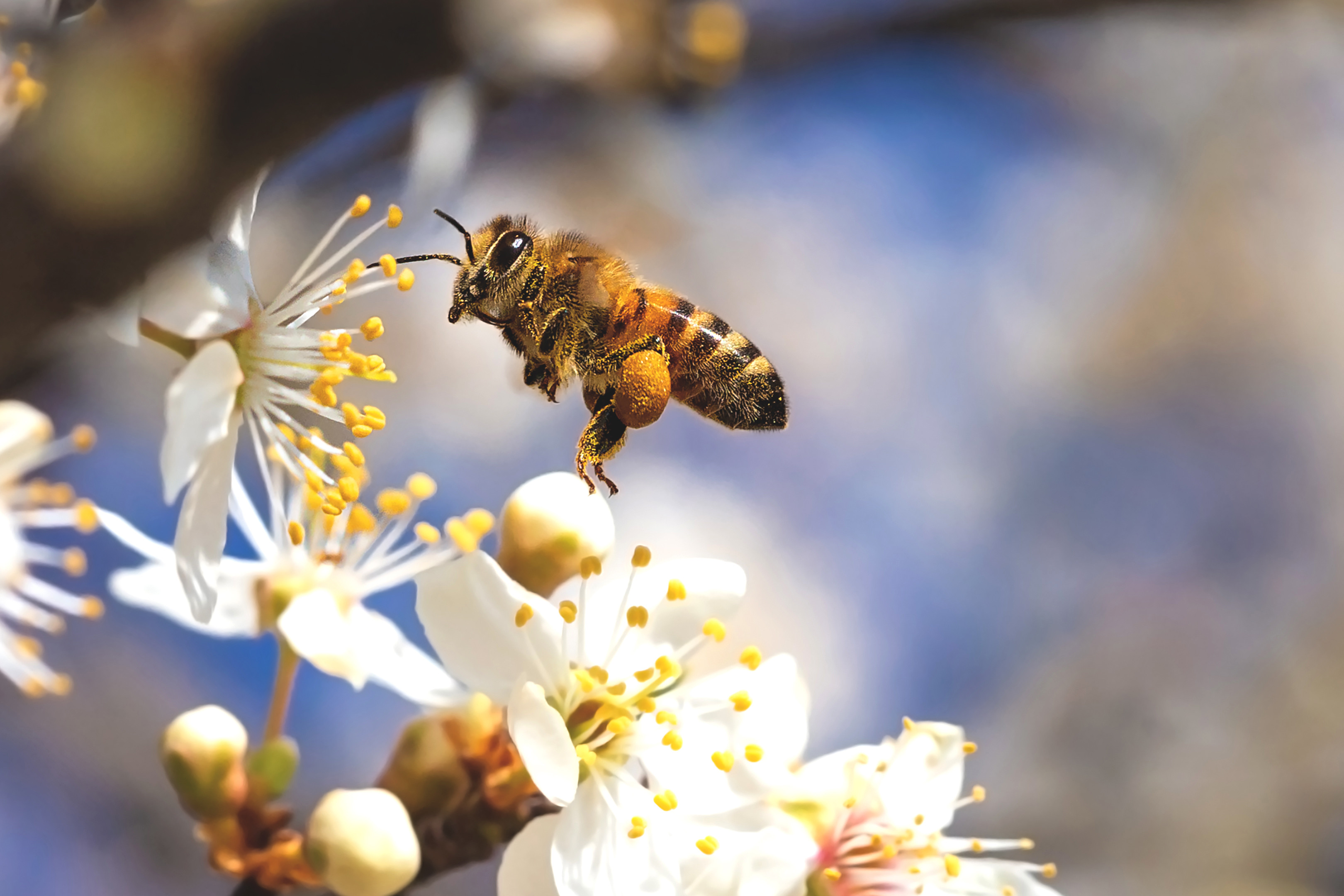 Chandelle Cylindre alvéolé - Merveilles d'abeilles