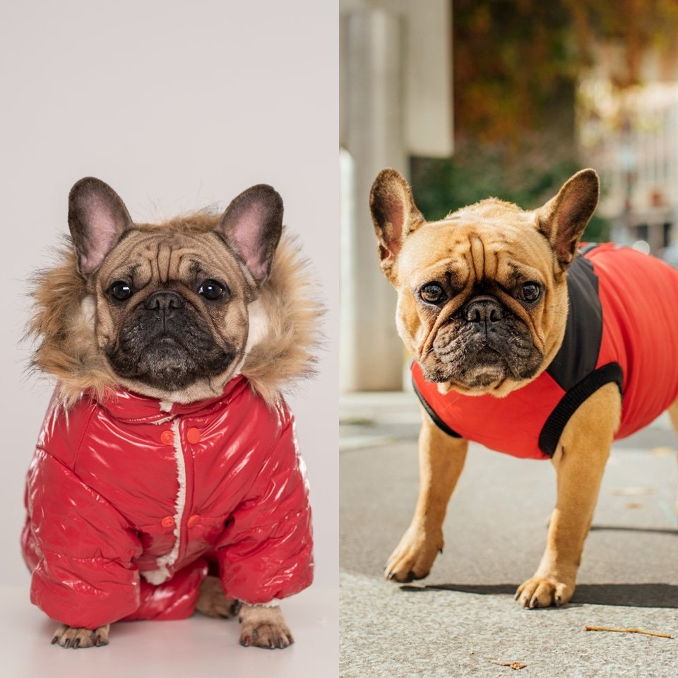 Red clothes for dogs Lunar New Year Chien Mondain - Rockland